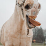 Wie du einen guten Therapeuten an den Reaktionen deines Pferdes erkennst