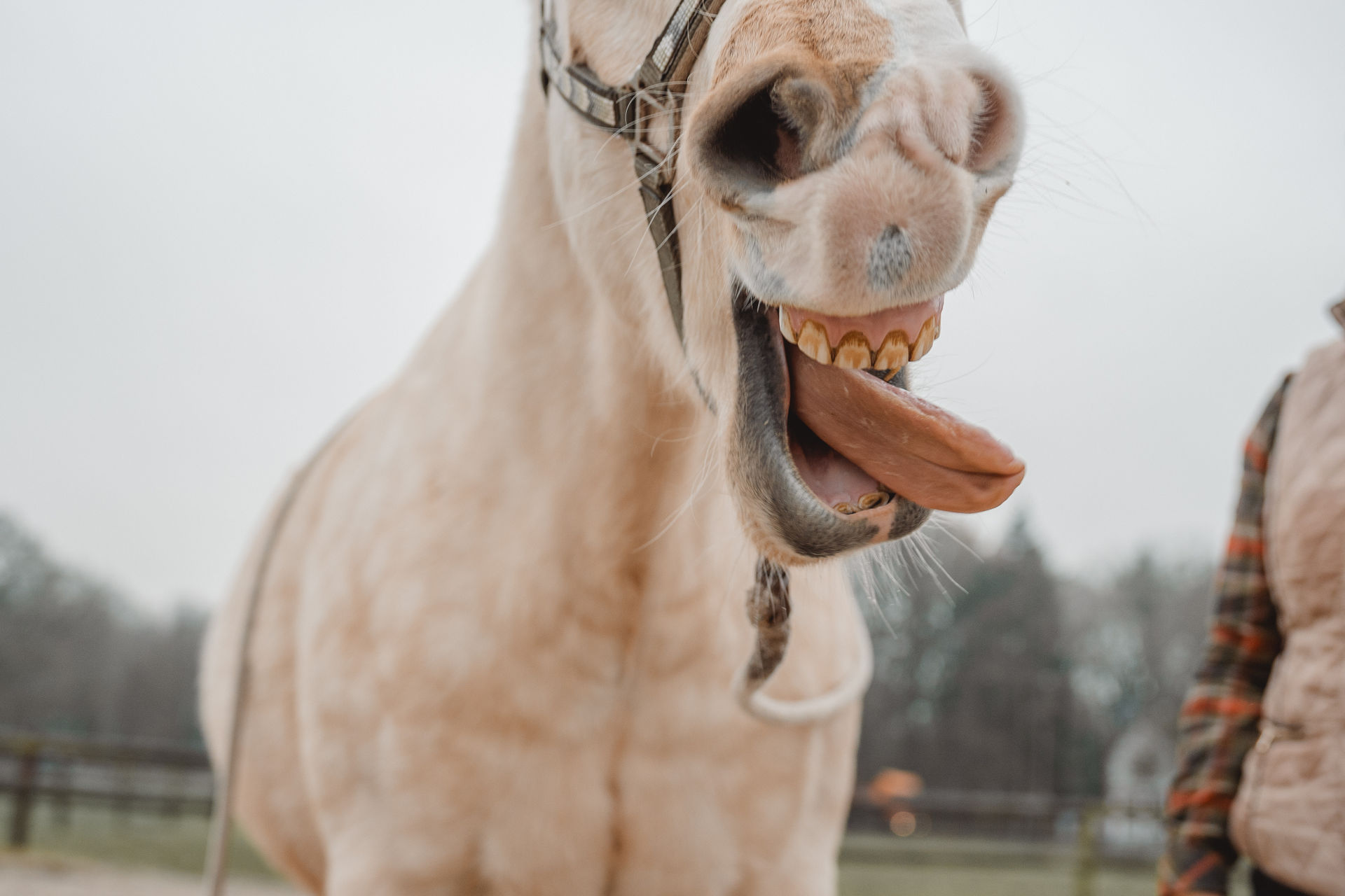 Wie du einen guten Therapeuten an den Reaktionen deines Pferdes erkennst