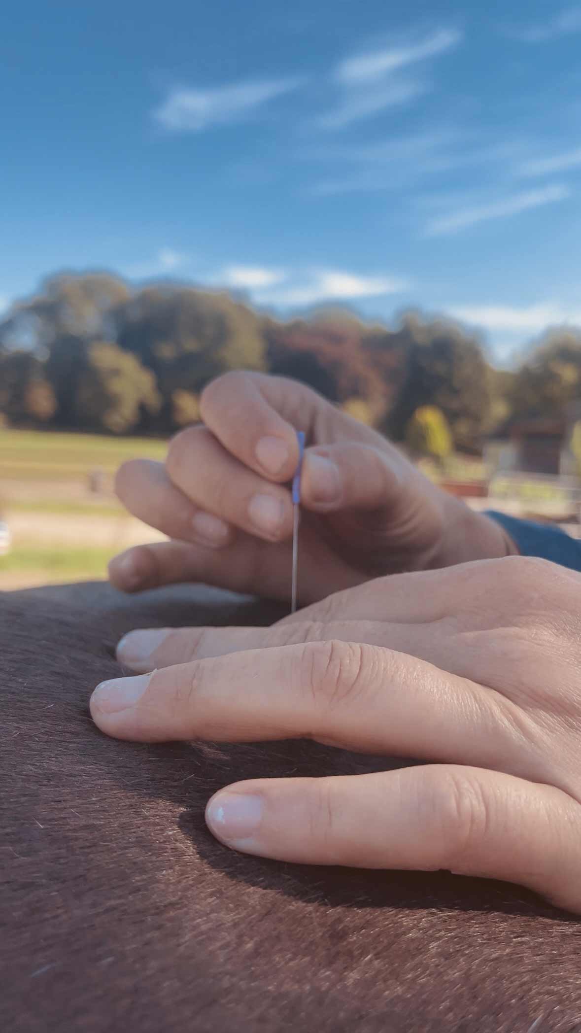 MAVITA - Qi-Osteopathie für Pferde