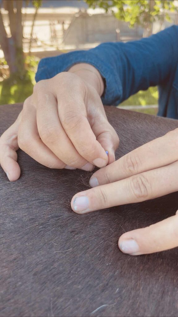 Dry Needling ist nicht Akupunktur – Warum die Chinesische Heilkunst tiefer wirkt als symptomorientiertes Nadeln