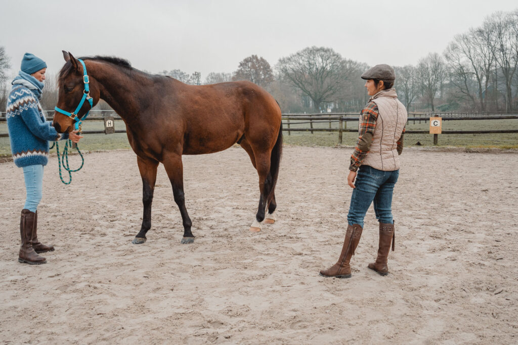 Wie du einen guten Therapeuten an den Reaktionen deines Pferdes erkennst