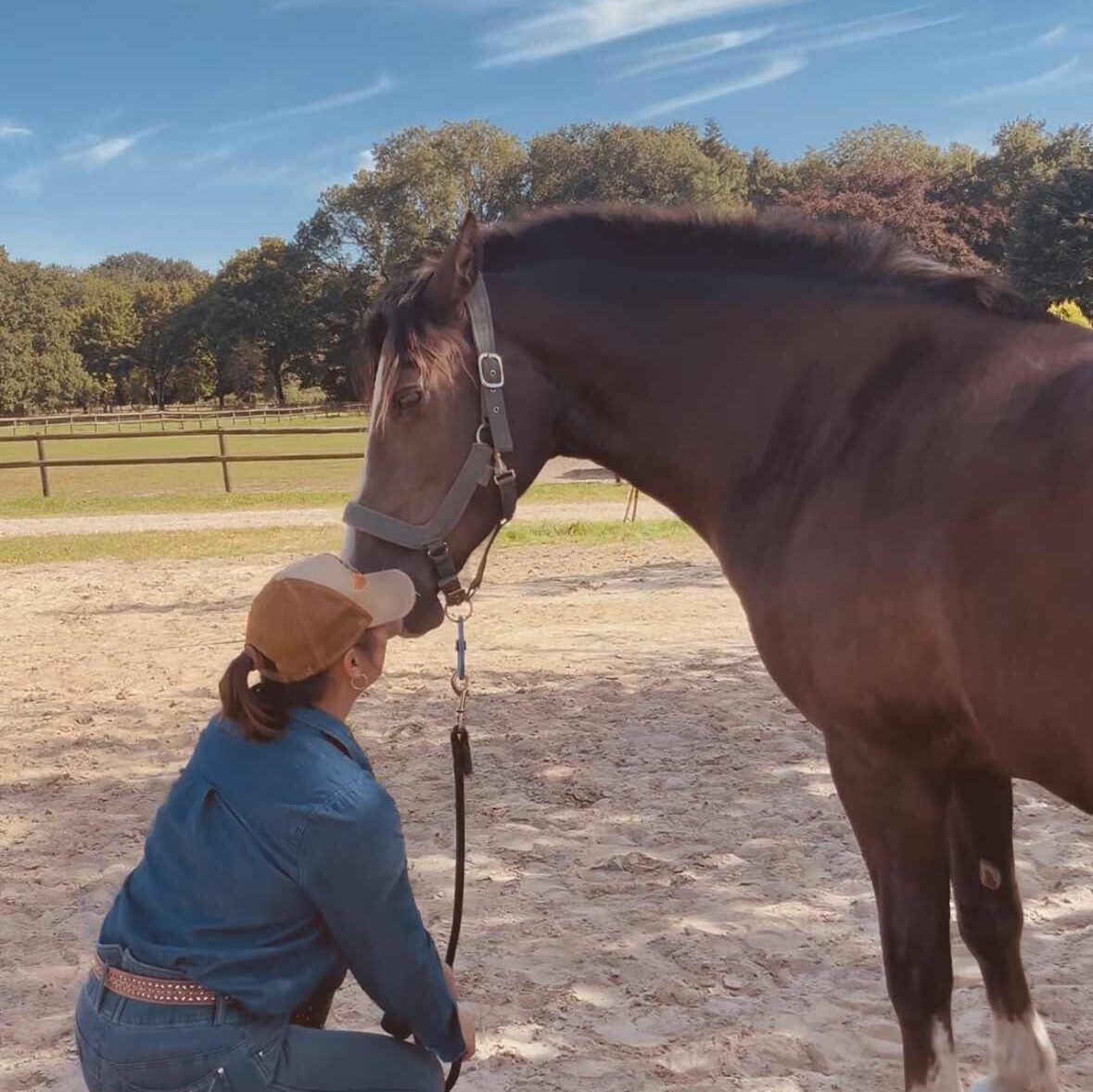 Traditionelle chinesische Medizin Pferd vs Schulmedizin
