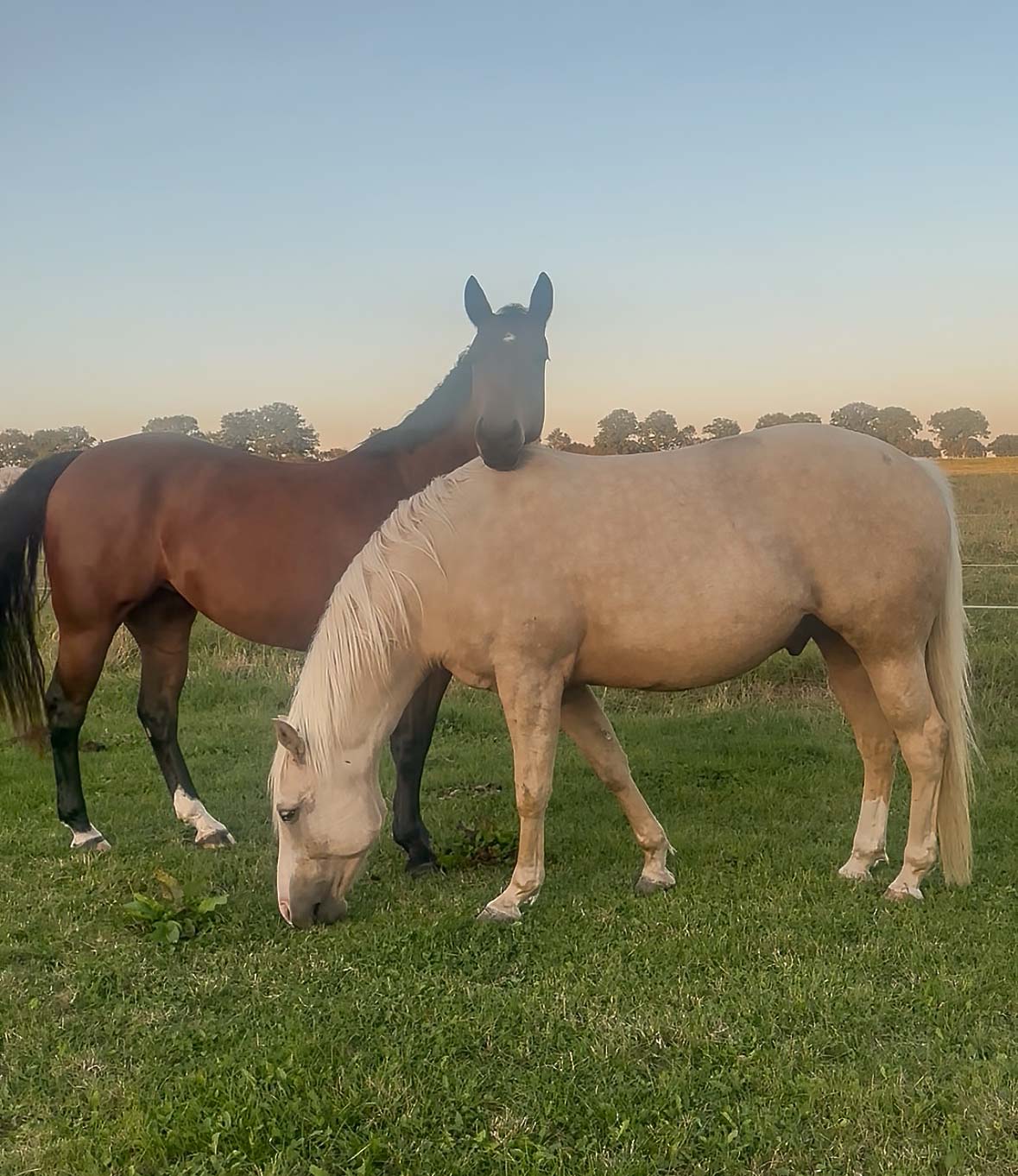 Wahre Freundschaft unter Pferden – und was wir daraus für unsere Beziehung lernen können
