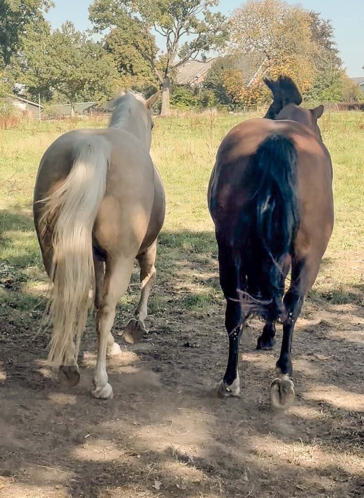 Wahre Freundschaft unter Pferden – und was wir daraus für unsere Beziehung lernen können
