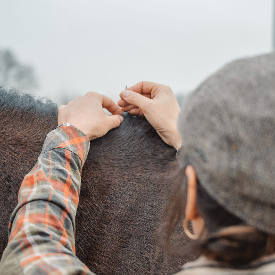 Wenn dein Pferd hustet – wie die Traditionelle Chinesische Medizin wirklich helfen kann