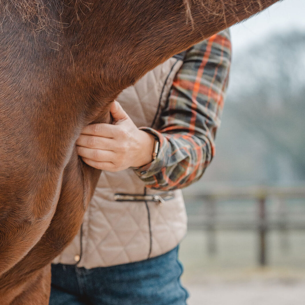 MAVITA - Qi-Osteopathie für Pferde
