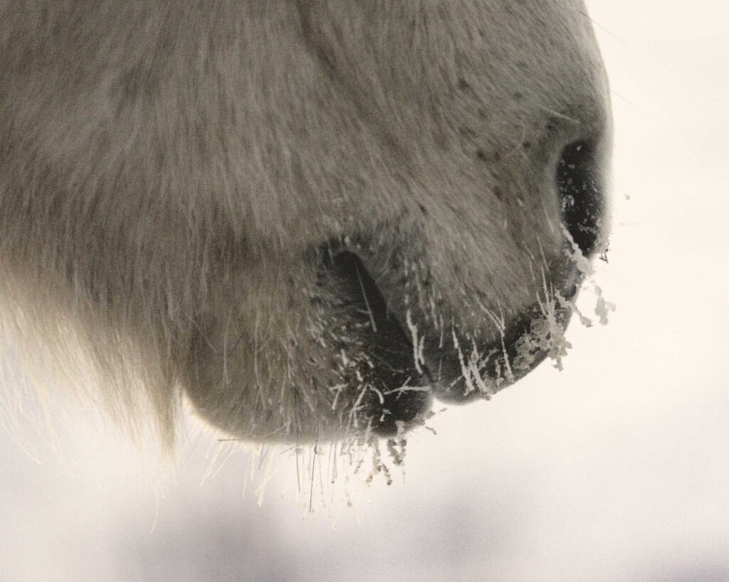 Wenn dein Pferd hustet – wie die Traditionelle Chinesische Medizin wirklich helfen kann