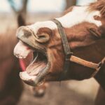 Wenn dein Pferd hustet – wie die Traditionelle Chinesische Medizin wirklich helfen kann