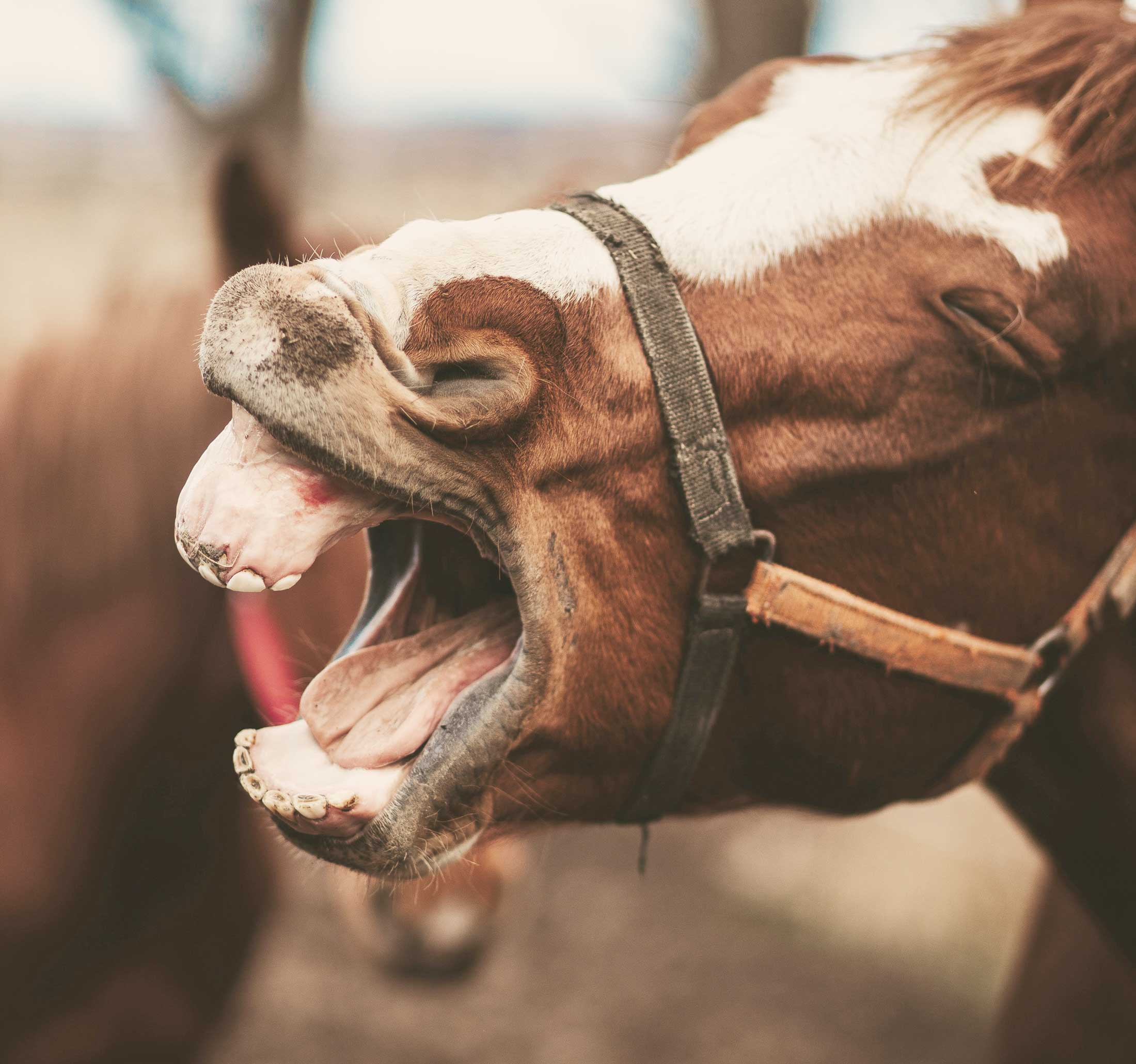 Wenn dein Pferd hustet – wie die Traditionelle Chinesische Medizin wirklich helfen kann