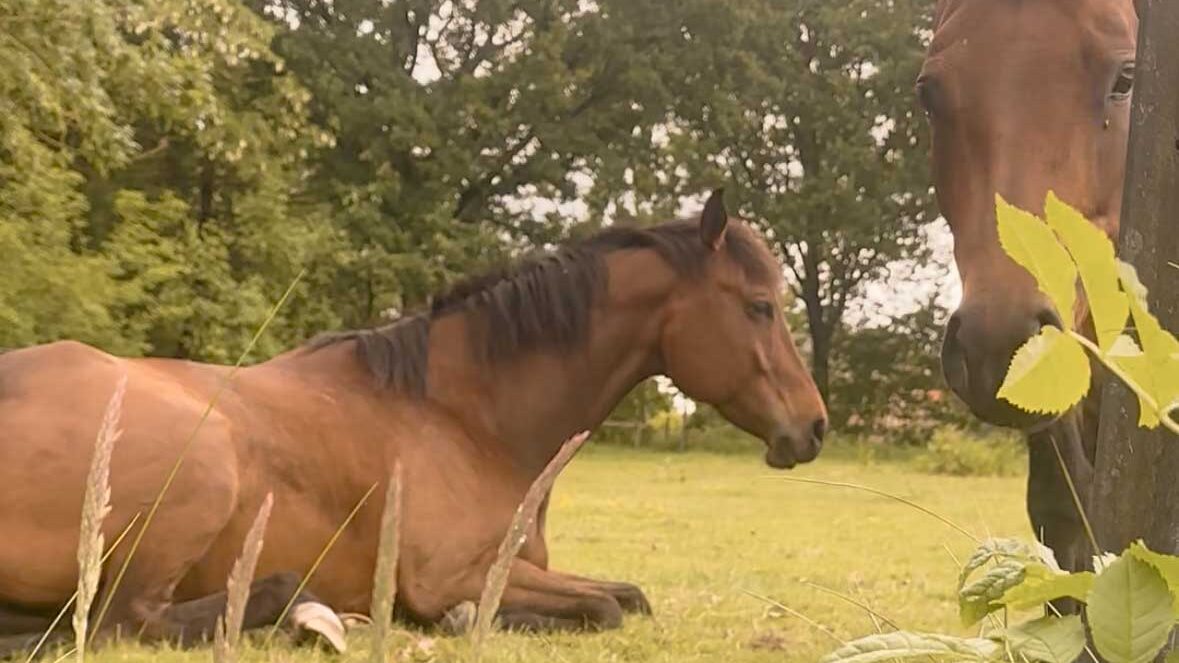 Wie der Stall dein Pferd – und eure Beziehung – formt: Warum Haltung, Umfeld & Energie alles verändern können