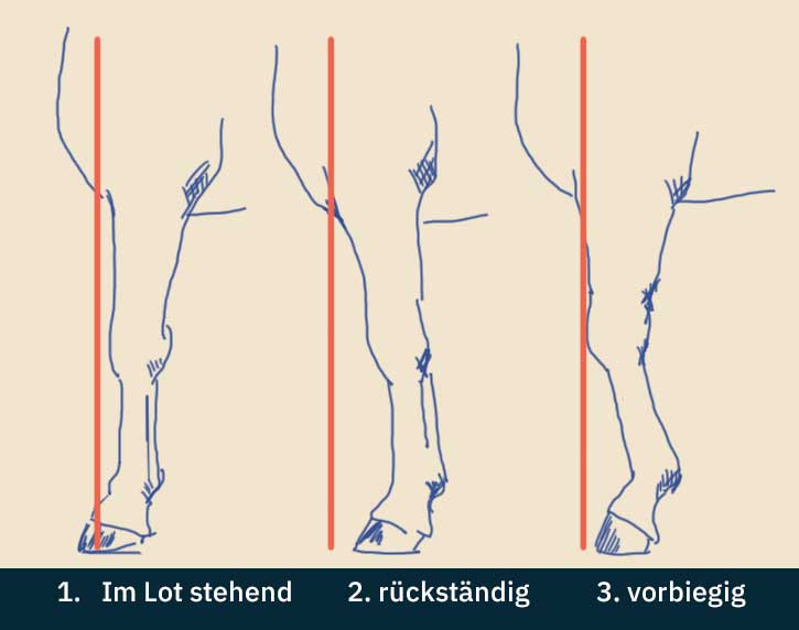 Sehnenschaden beim Pferd: Warum er selten „einfach so“ entsteht – und wie du echte Heilung erreichst