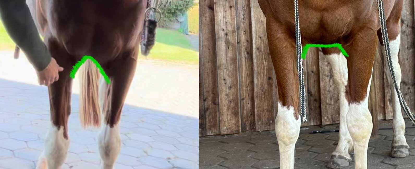 Sehnenschaden beim Pferd: Warum er selten „einfach so“ entsteht – und wie du echte Heilung erreichst