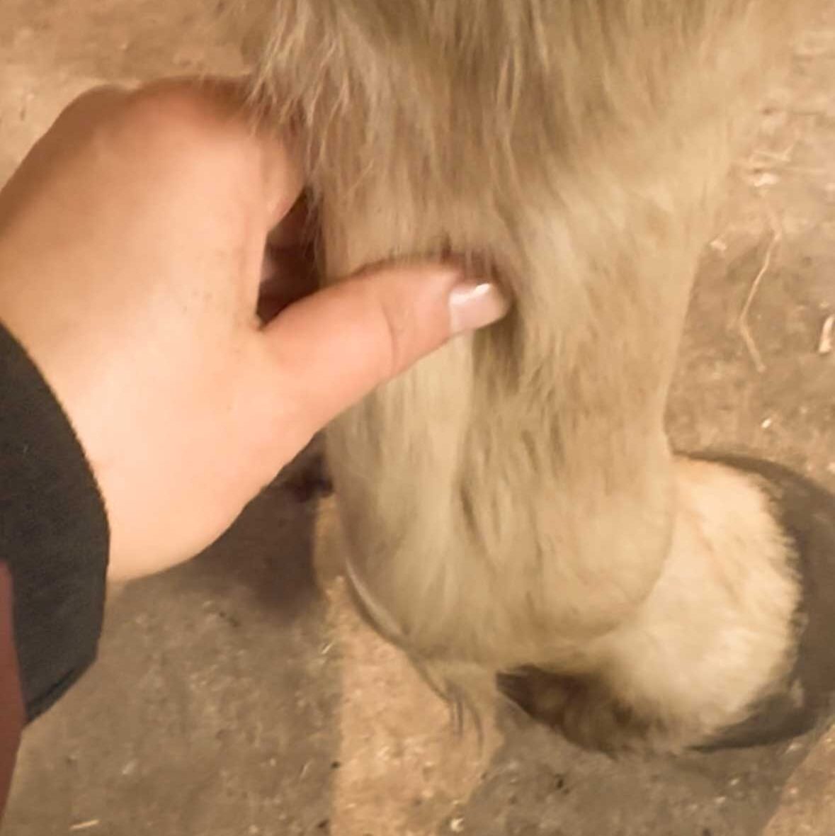 Sehnenschaden beim Pferd: Warum er selten „einfach so“ entsteht – und wie du echte Heilung erreichst