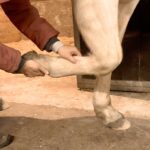 Sehnenschaden beim Pferd: Warum er selten „einfach so“ entsteht – und wie du echte Heilung erreichst