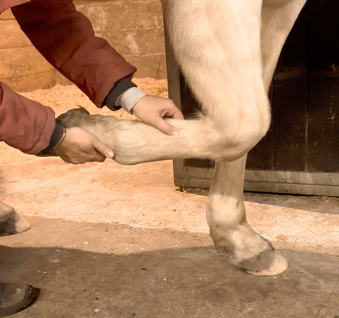 Sehnenschaden beim Pferd: Warum er selten „einfach so“ entsteht – und wie du echte Heilung erreichst