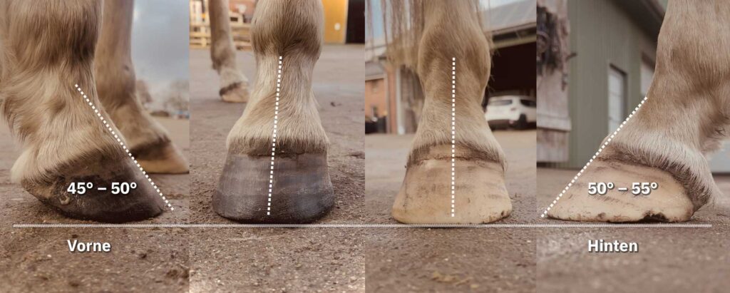 Hufbalance als Wegweiser – Was die Hufe deines Pferdes über Gesundheit, Bewegung und Gleichgewicht verraten