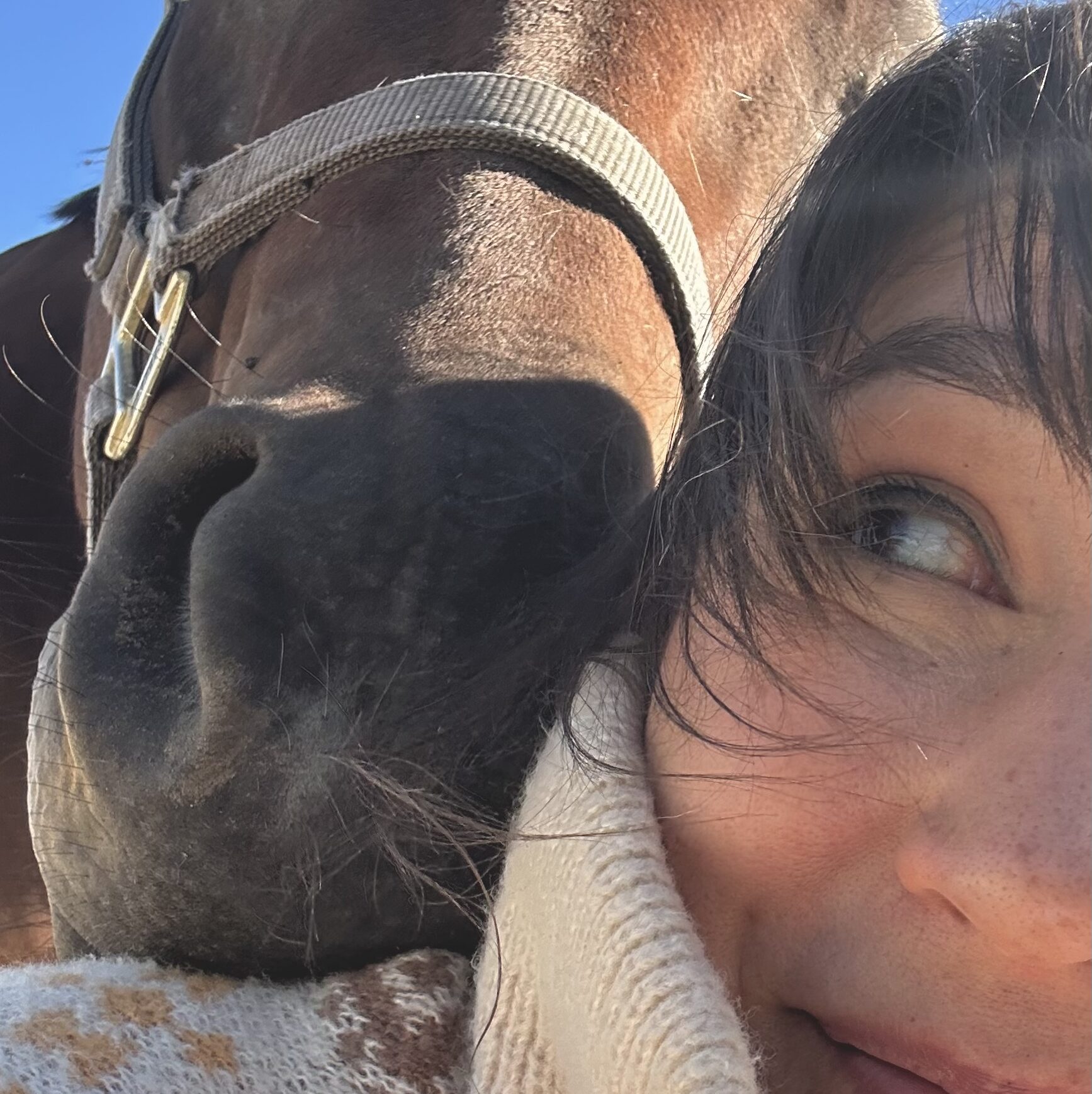 MAVITA - Qi-Osteopathie für Pferde