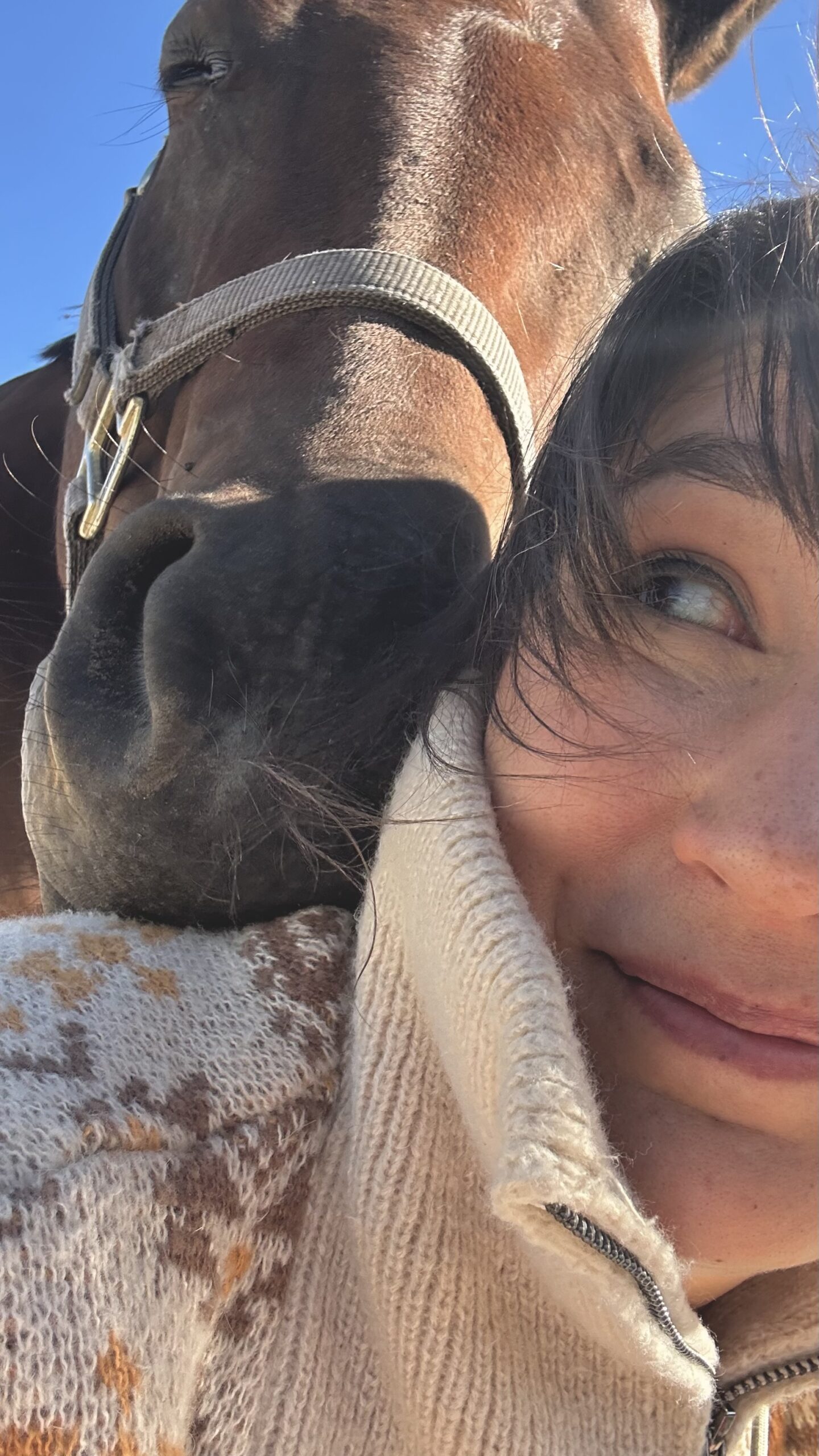 Pferdeausbildung mit Vertrauen | Mein Ansatz & meine Philosophie