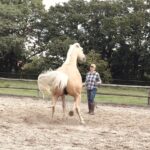Aggressives Pferd im Training