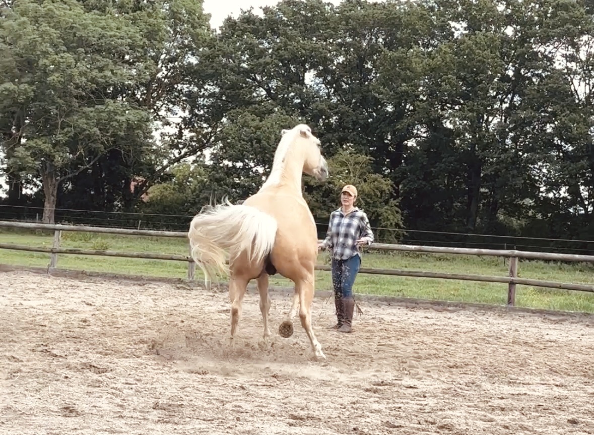 Aggressives Pferd im Training