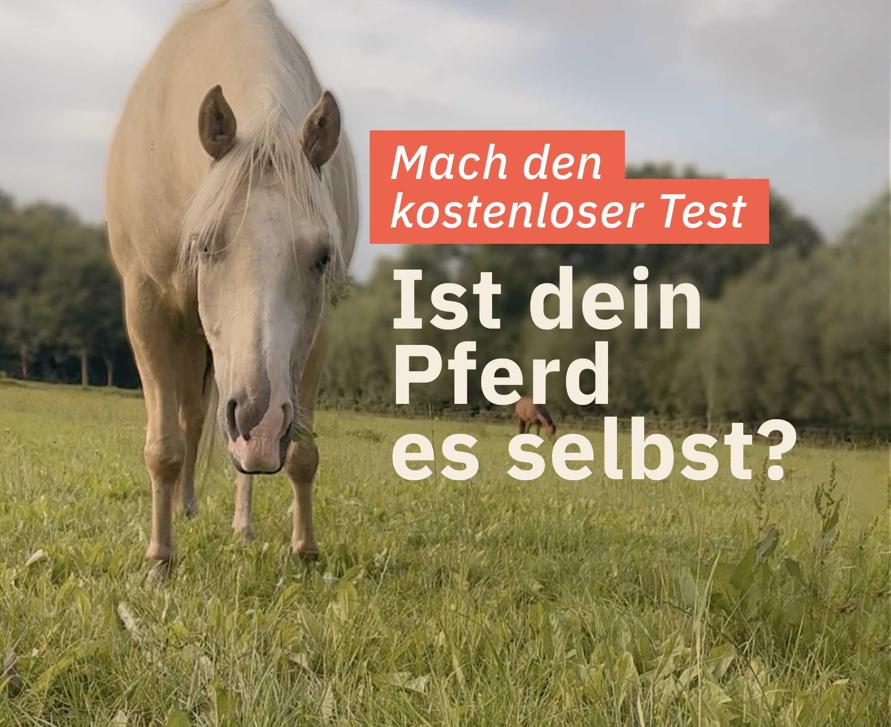 Test: Ist dein Pferd ees selbst?